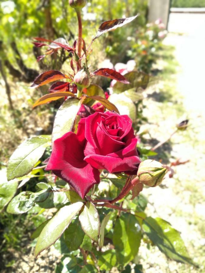 Rosegarden Villa Számi Kültér fotó