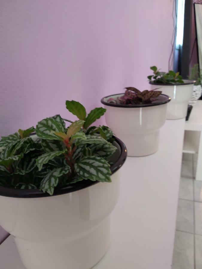 Rosegarden Villa Számi Kültér fotó